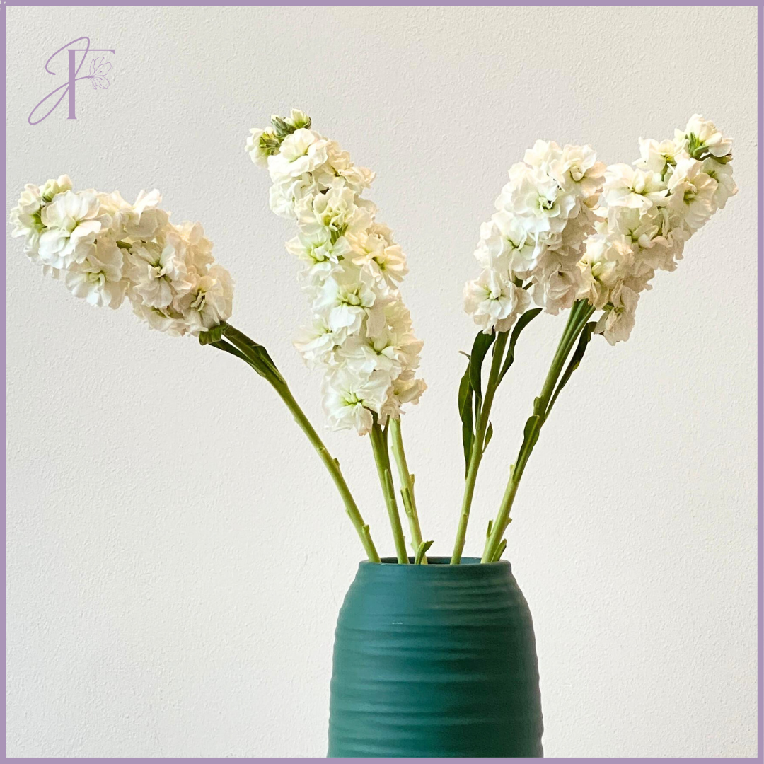 White Matthiola Stem - Sold per Stem - Create your own Bouquet - Vase not included