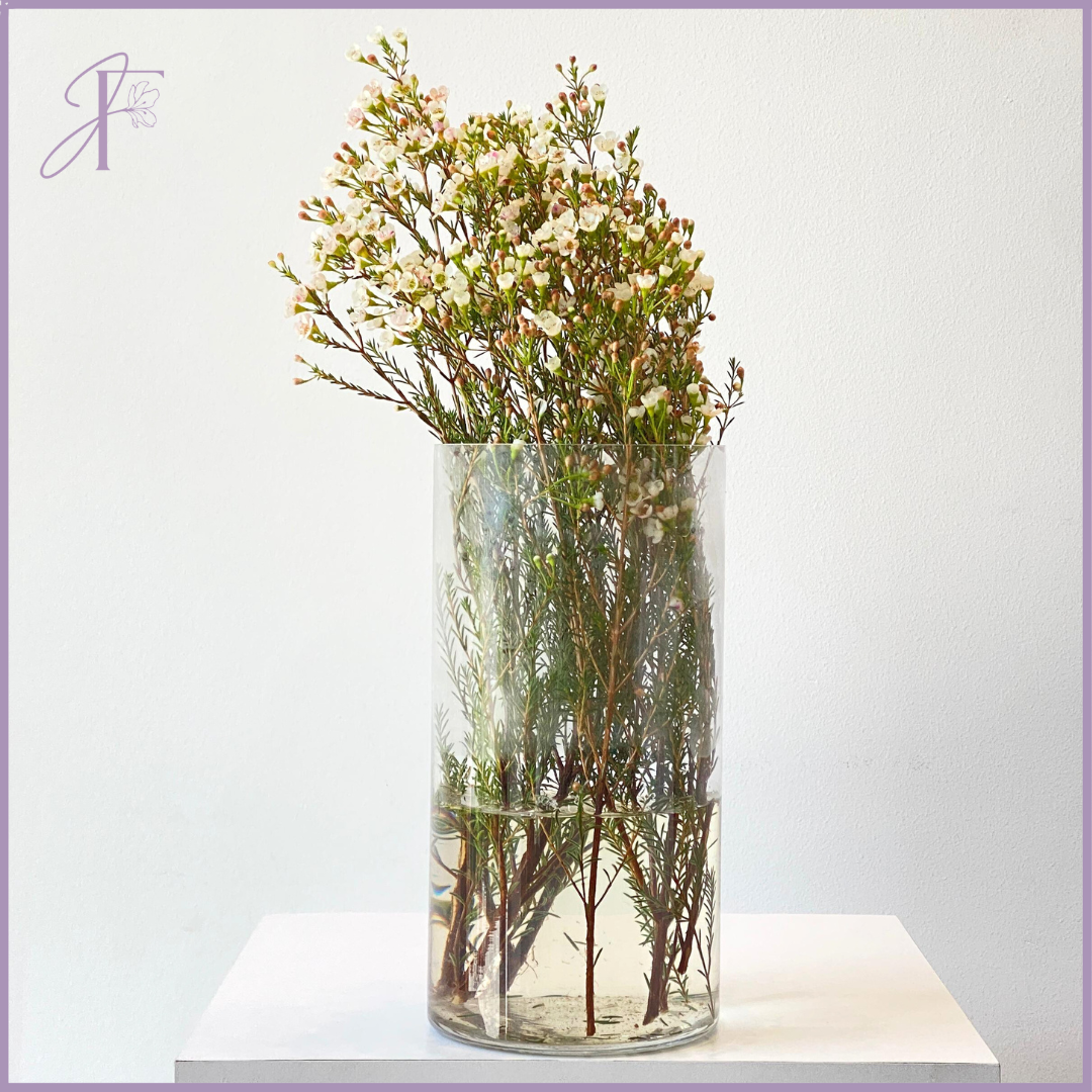Jude's White Wax Flower - Sold in 1 Bunch