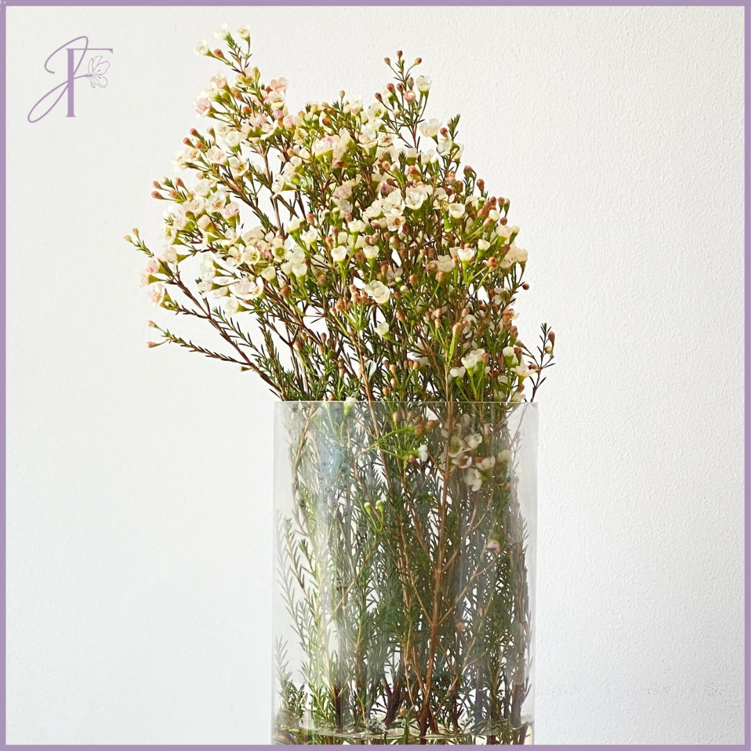 Jude's White Wax Flower - Sold in 1 Bunch