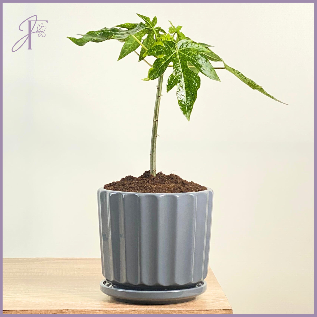 Young Papaya Tree – Tropical Starter Plant