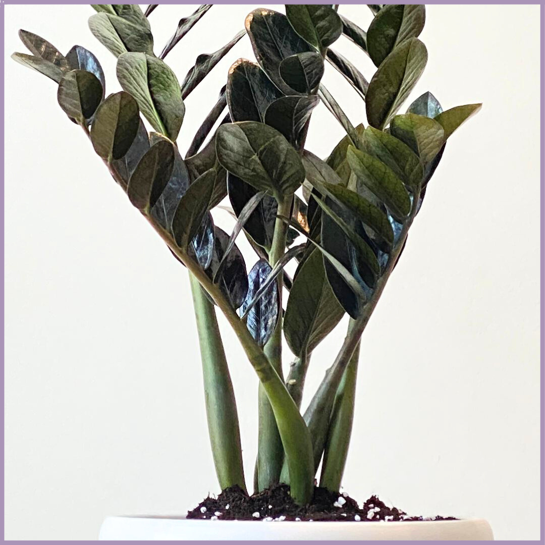 ZZ Plant in White Ceramic Pot - Easy Care & Stylish Indoor Plant