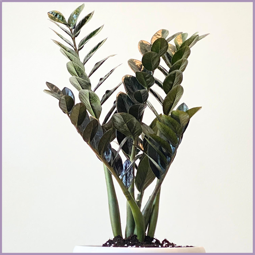 ZZ Plant in White Ceramic Pot - Easy Care & Stylish Indoor Plant