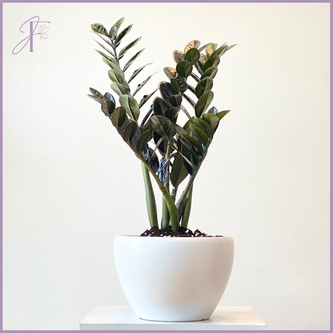 ZZ Plant in White Ceramic Pot - Easy Care & Stylish Indoor Plant