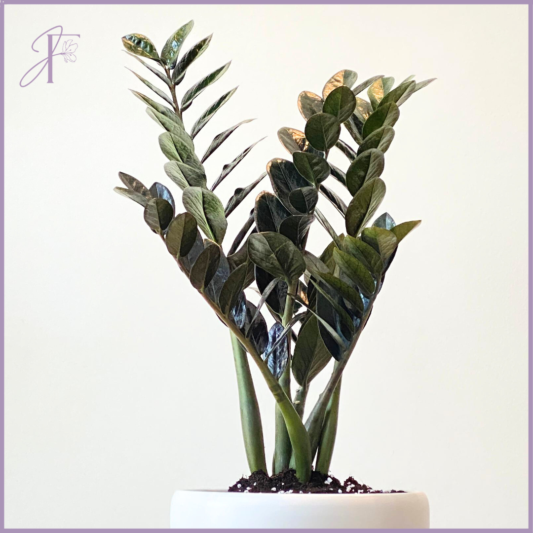 ZZ Plant in White Ceramic Pot - Easy Care & Stylish Indoor Plant