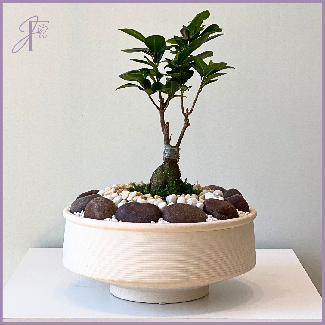 Elegant Bonsai Centerpiece -  قطعة مركزية بونساي الأنيقة