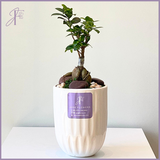 Modern Bonsai Delight -  لمسة البونساي العصرية