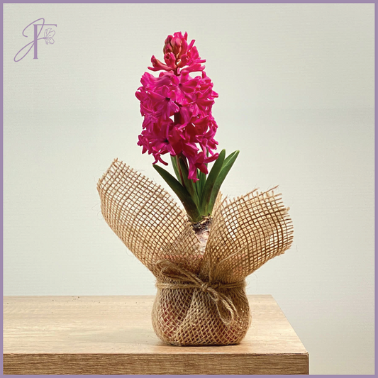 Hyacinth Delight