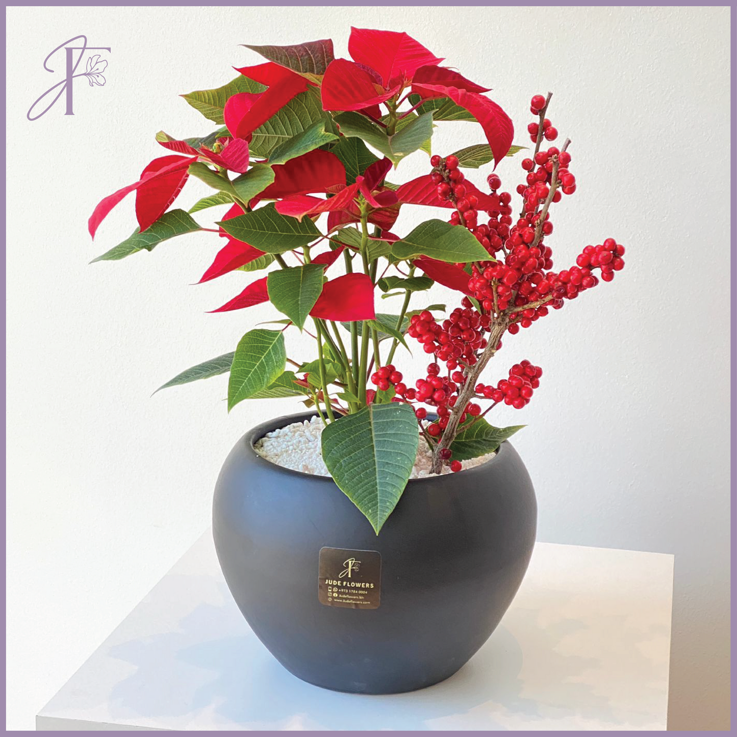 Poinsettia – The Star of Festive Décor!