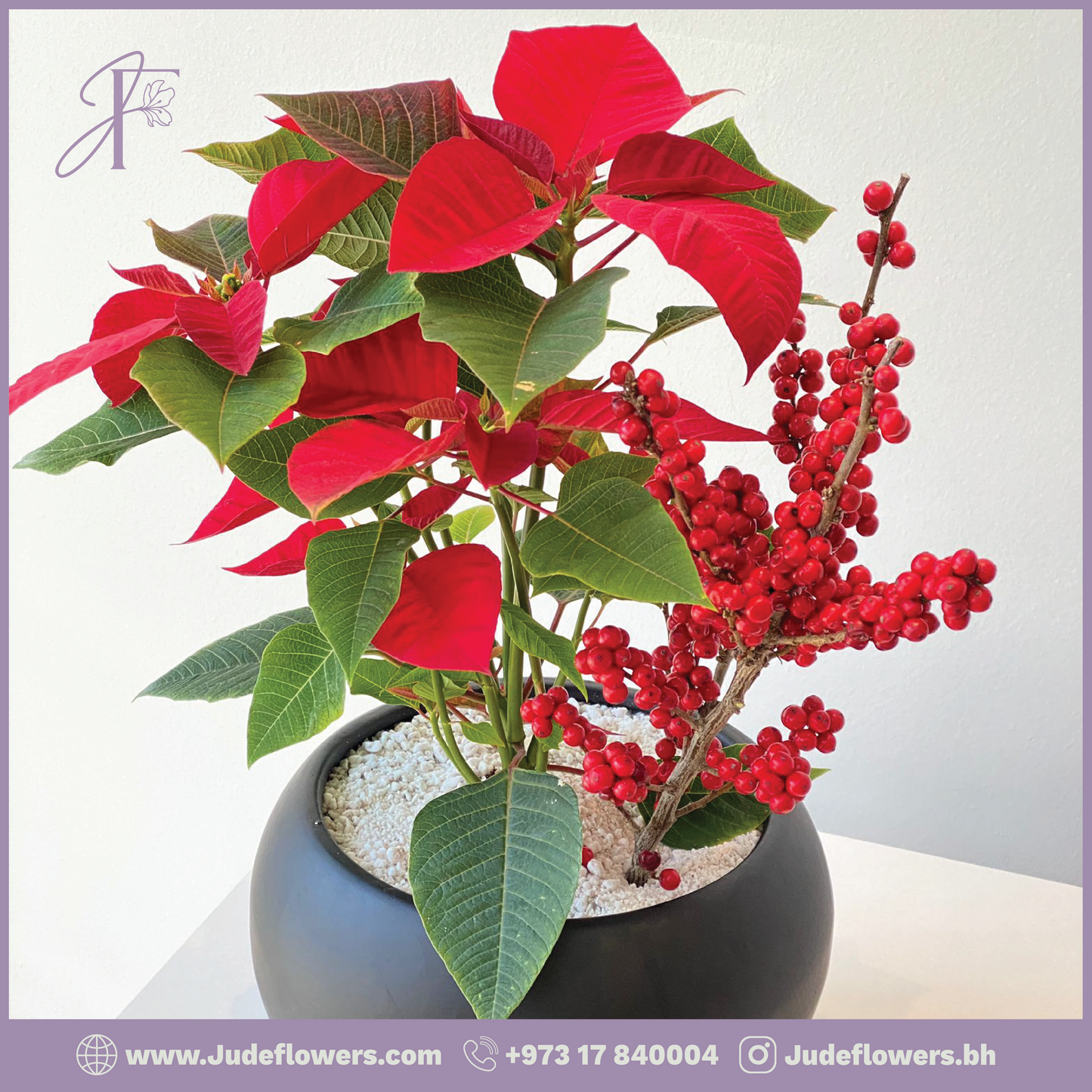 Poinsettia – The Star of Festive Décor!