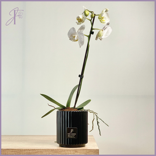 White Phalaenopsis Orchid – Pure Elegance in Bloom