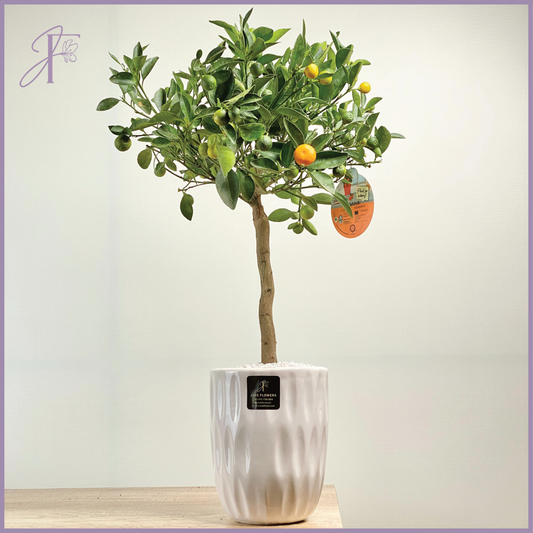 Mini Mandarin Tree – Freshness in Bloom