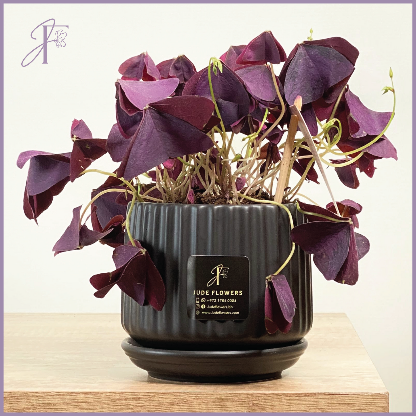 Purple Oxalis – Burgundy Charm