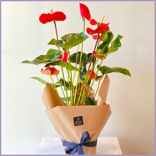 Red Anthurium Wrapped Plant (No Pot)