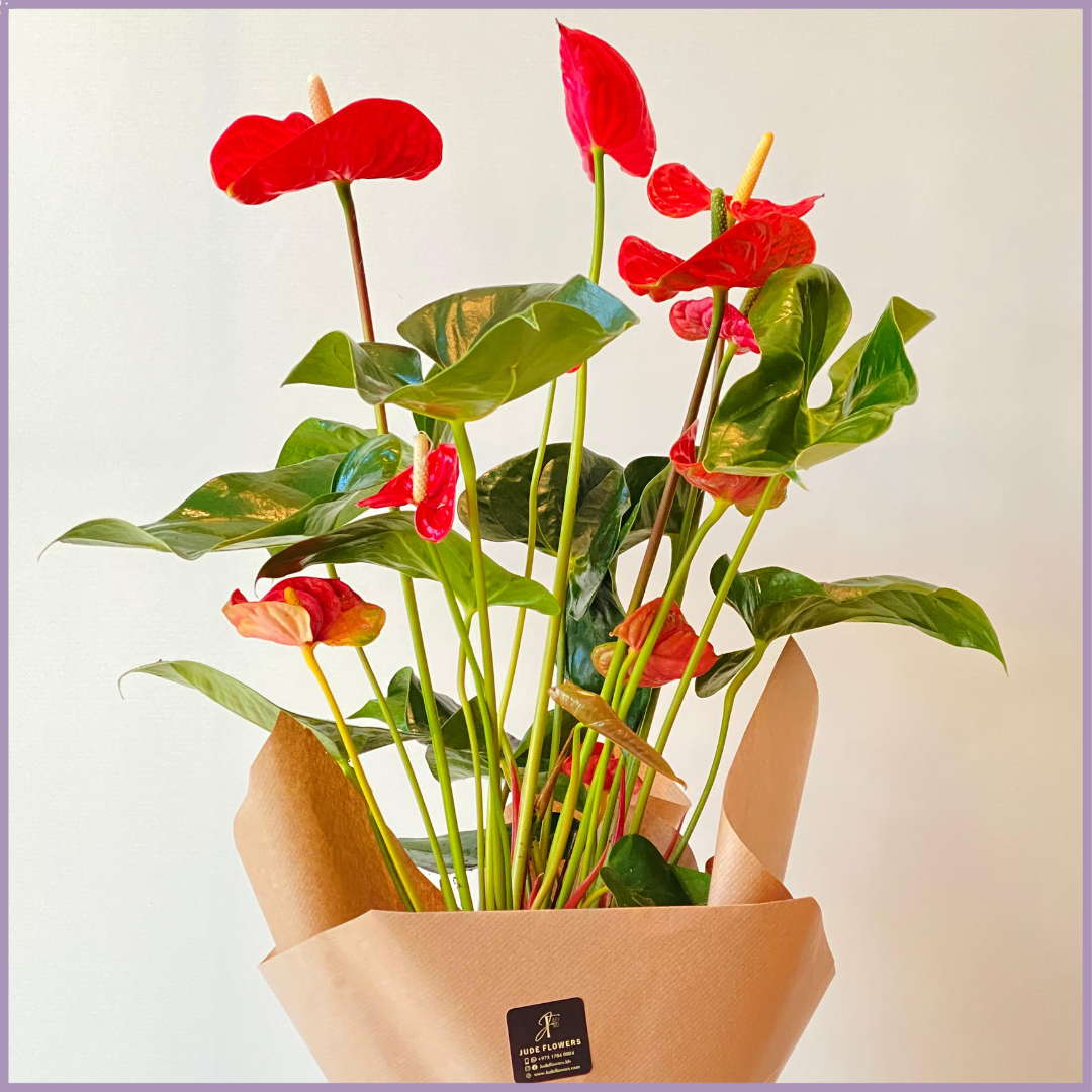 Red Anthurium Wrapped Plant (No Pot)