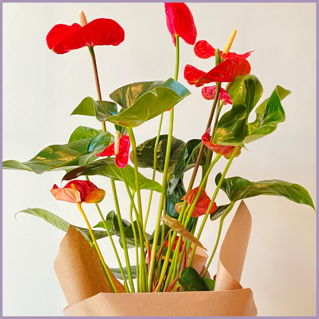 Red Anthurium Wrapped Plant (No Pot)