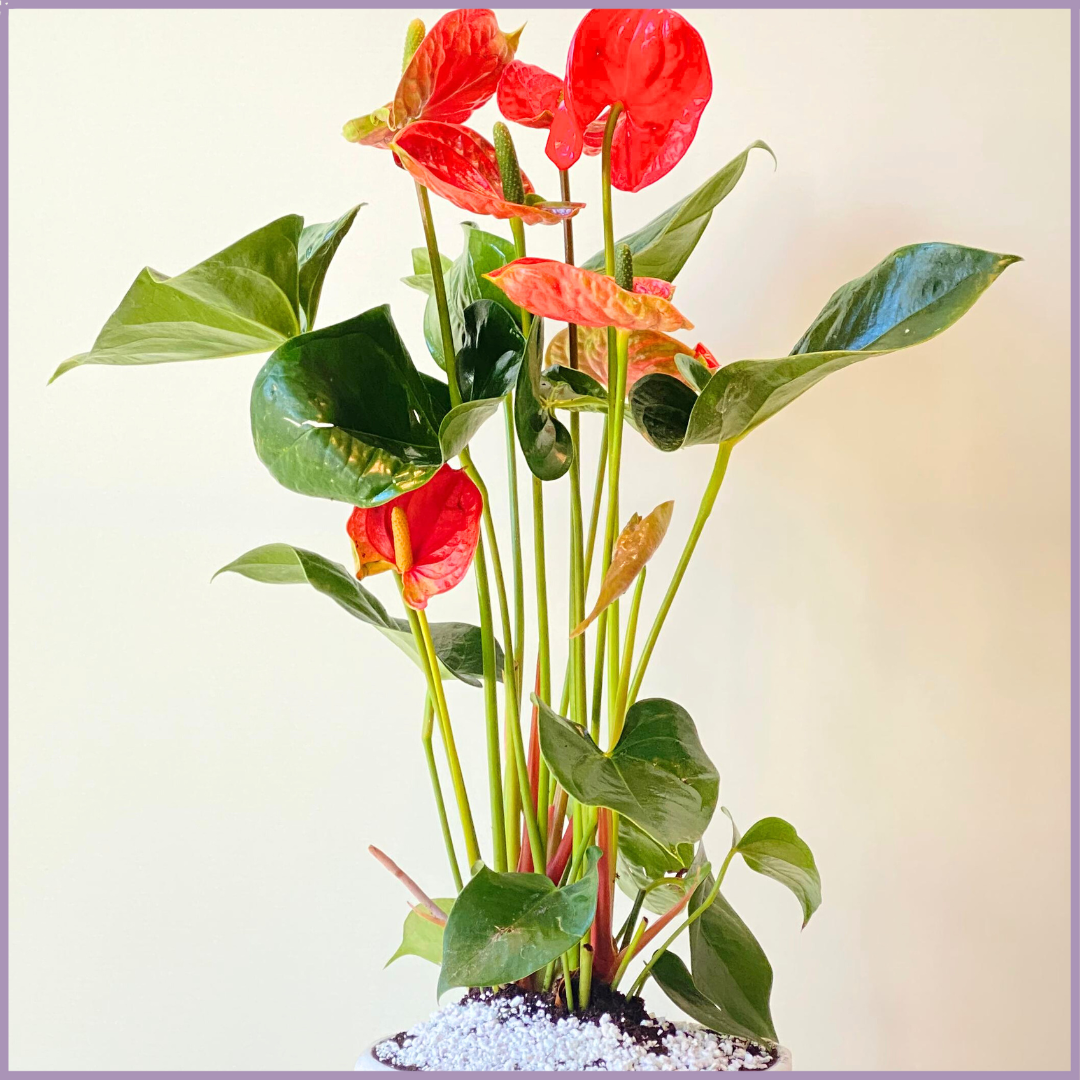 Anthurium Plant in White Ceramic Pot