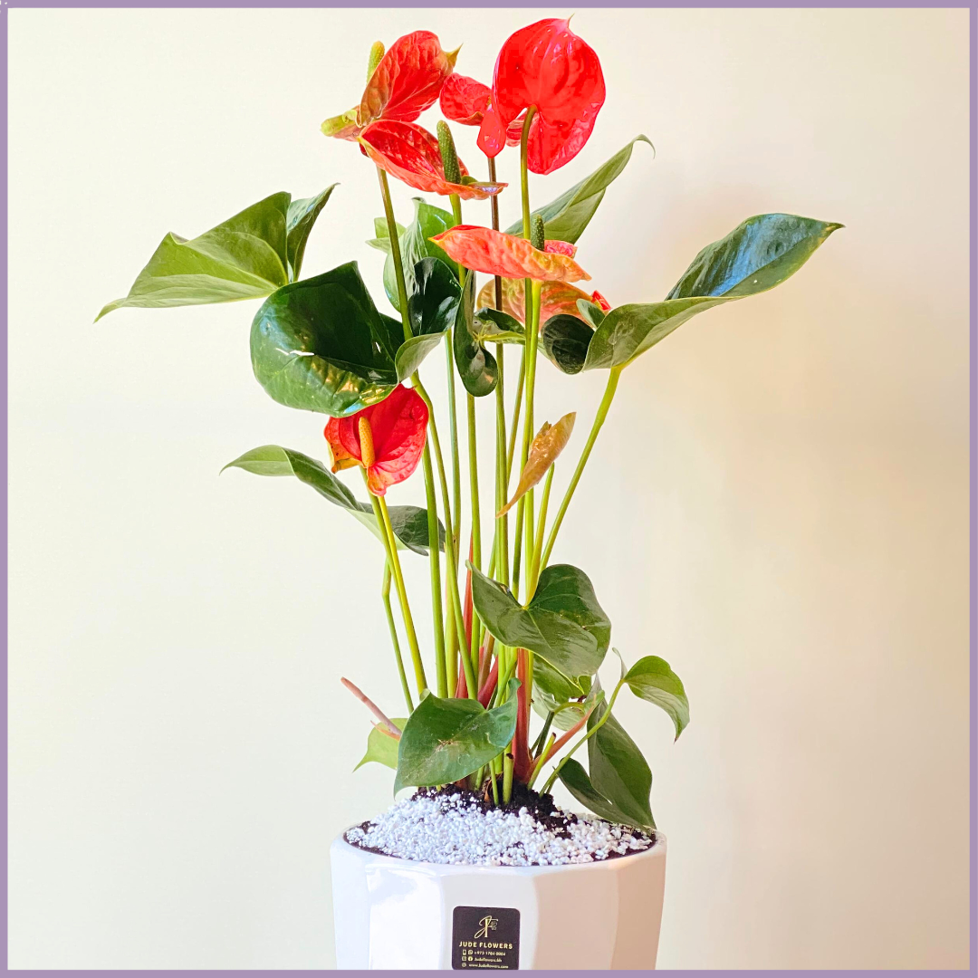 indoor plants bahrain Anthurium Plant in White Ceramic Pot | Luxury Flower Delivery in Bahrain