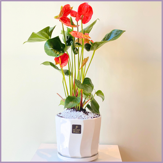 Anthurium Plant in White Ceramic Pot
