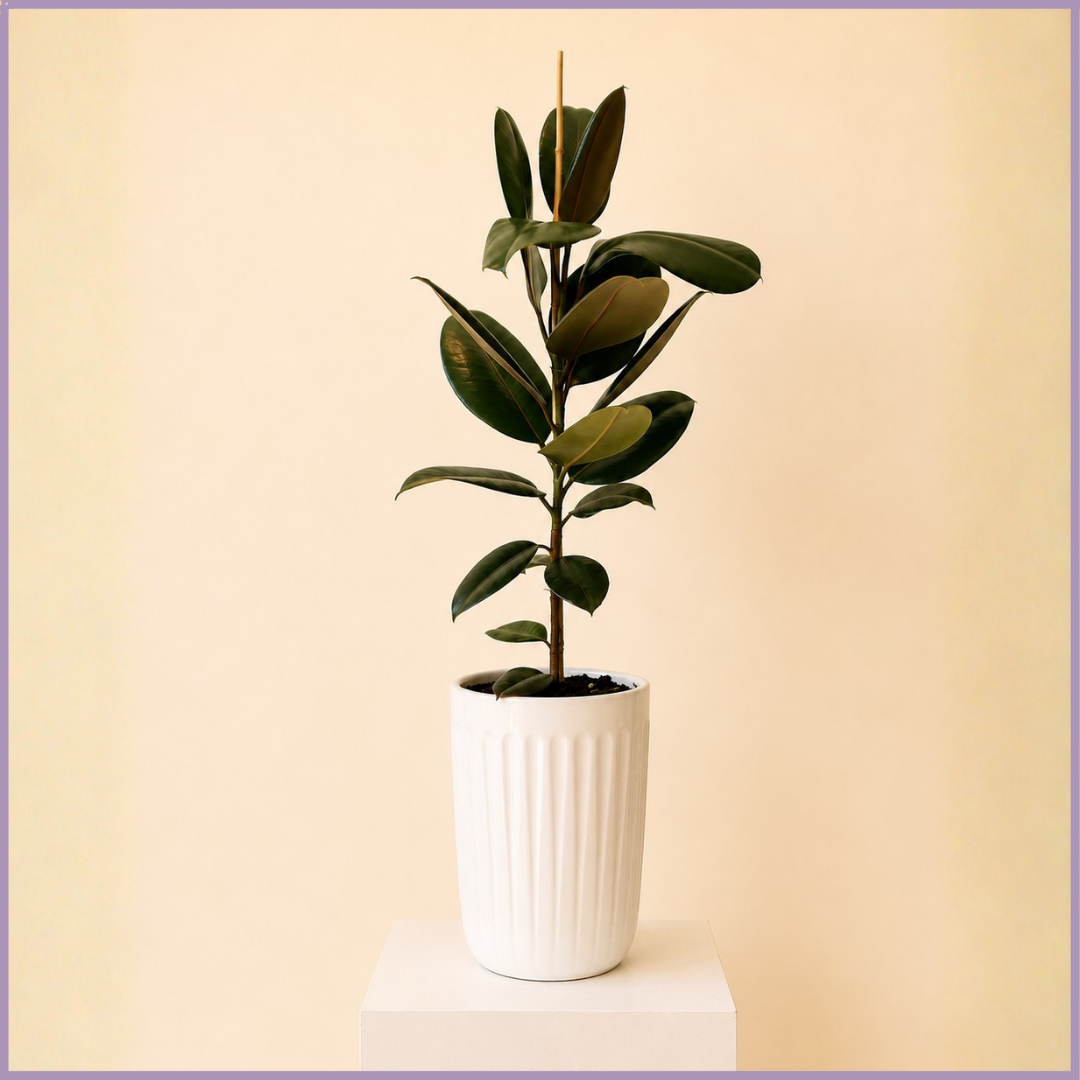 Emerald Column – Rubber Plant in White Ceramic Pot