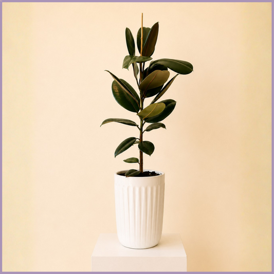Emerald Column – Rubber Plant in White Ceramic Pot