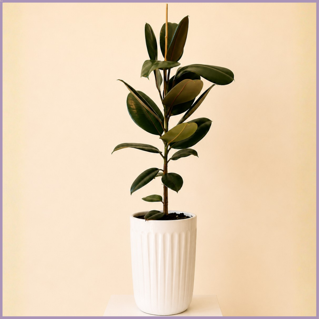 Emerald Column – Rubber Plant in White Ceramic Pot