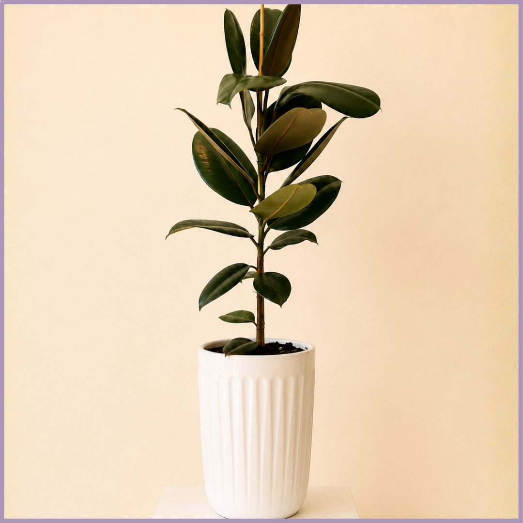 Emerald Column – Rubber Plant in White Ceramic Pot