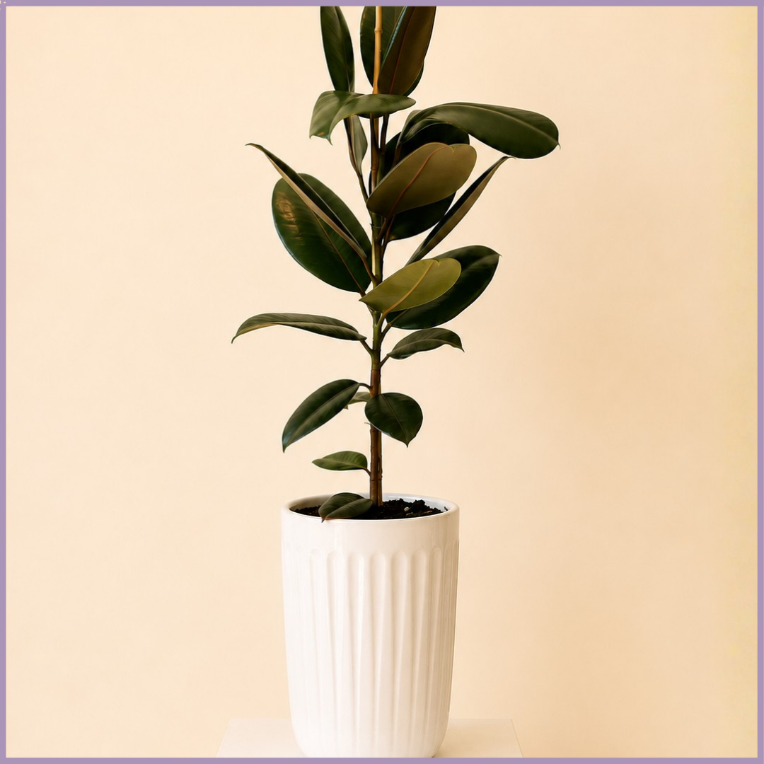 Emerald Column – Rubber Plant in White Ceramic Pot