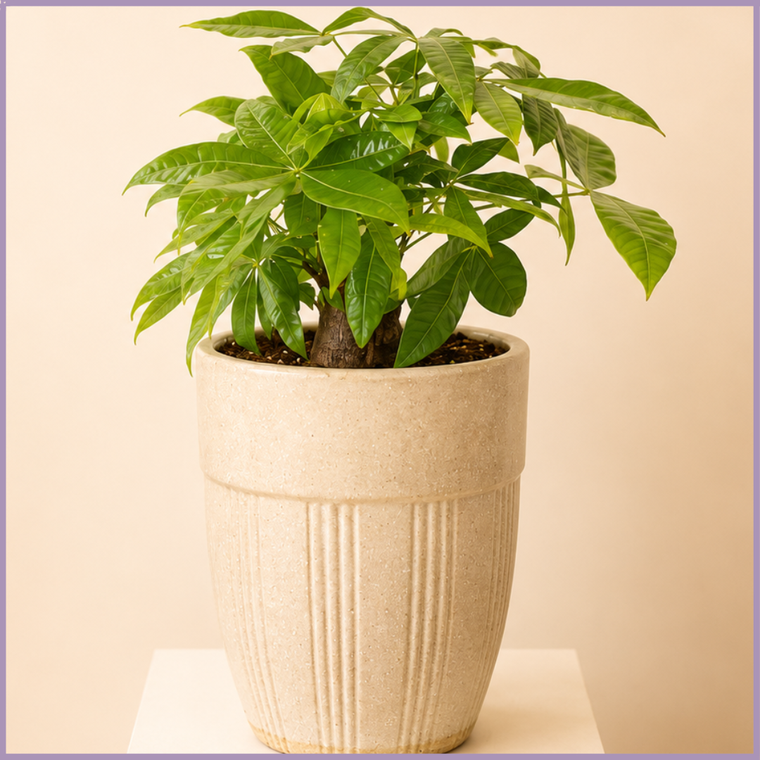 Emerald Prosperity Money Tree