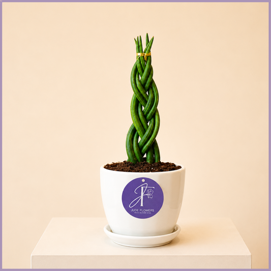 Emerald Twist Euphorbia Cactus