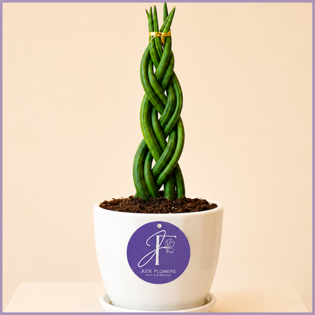 Emerald Twist Euphorbia Cactus