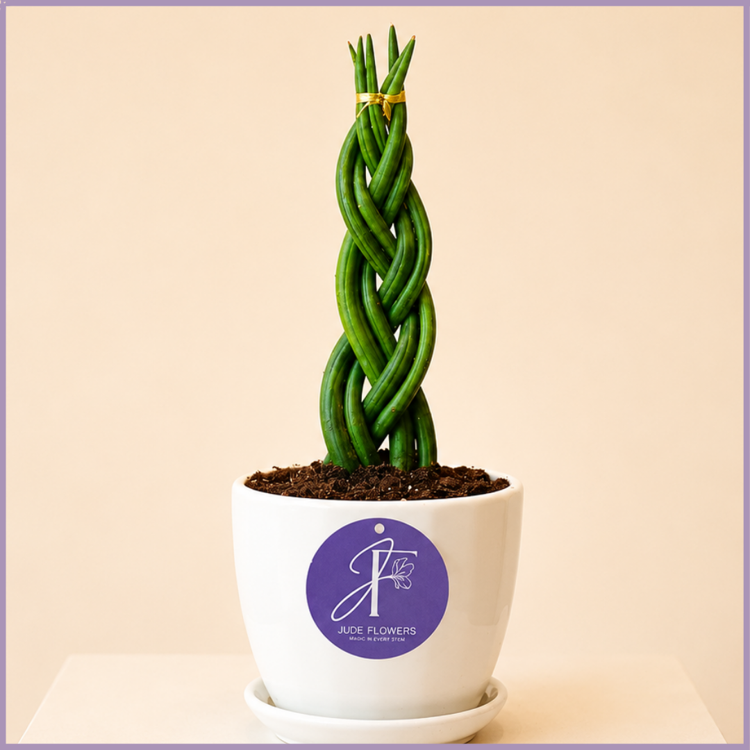 Emerald Twist Euphorbia Cactus