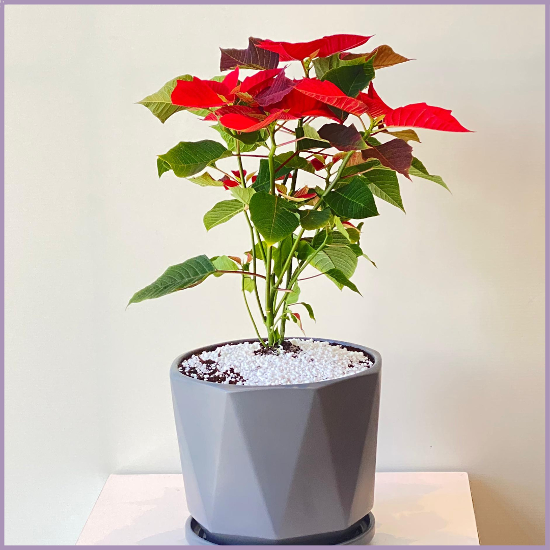 Festive Poinsettia in Grey Geo Pot