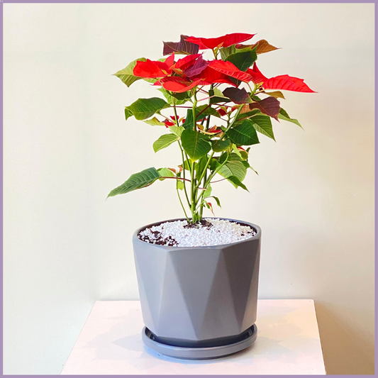 Festive Poinsettia in Grey Geo Pot