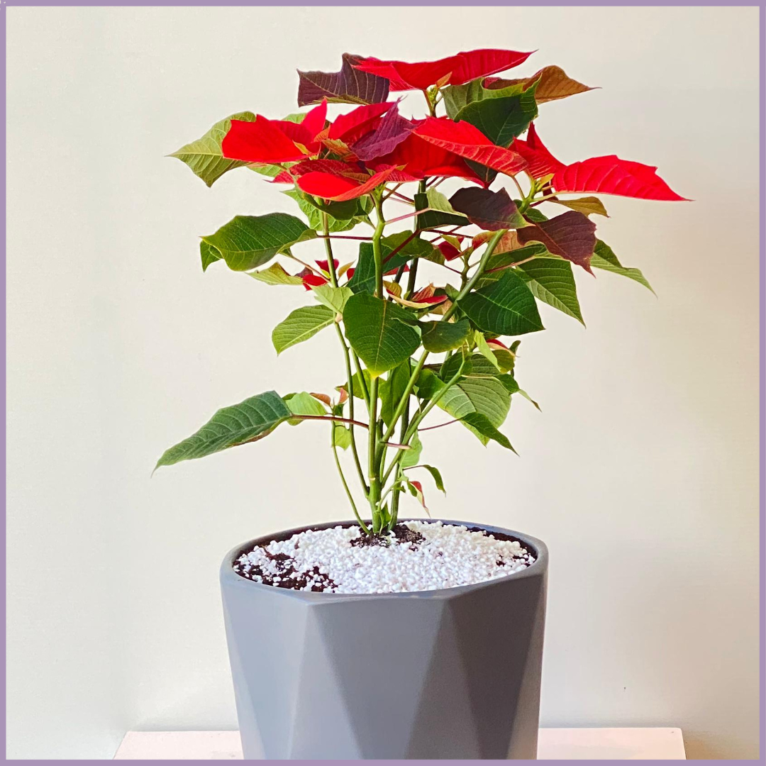 Festive Poinsettia in Grey Geo Pot