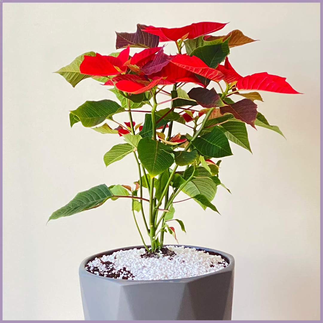 Festive Poinsettia in Grey Geo Pot