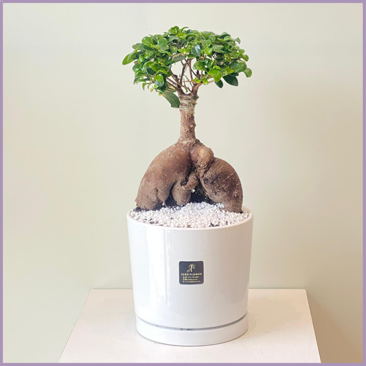 Ficus Bonsai Elegance in White Ceramic Pot