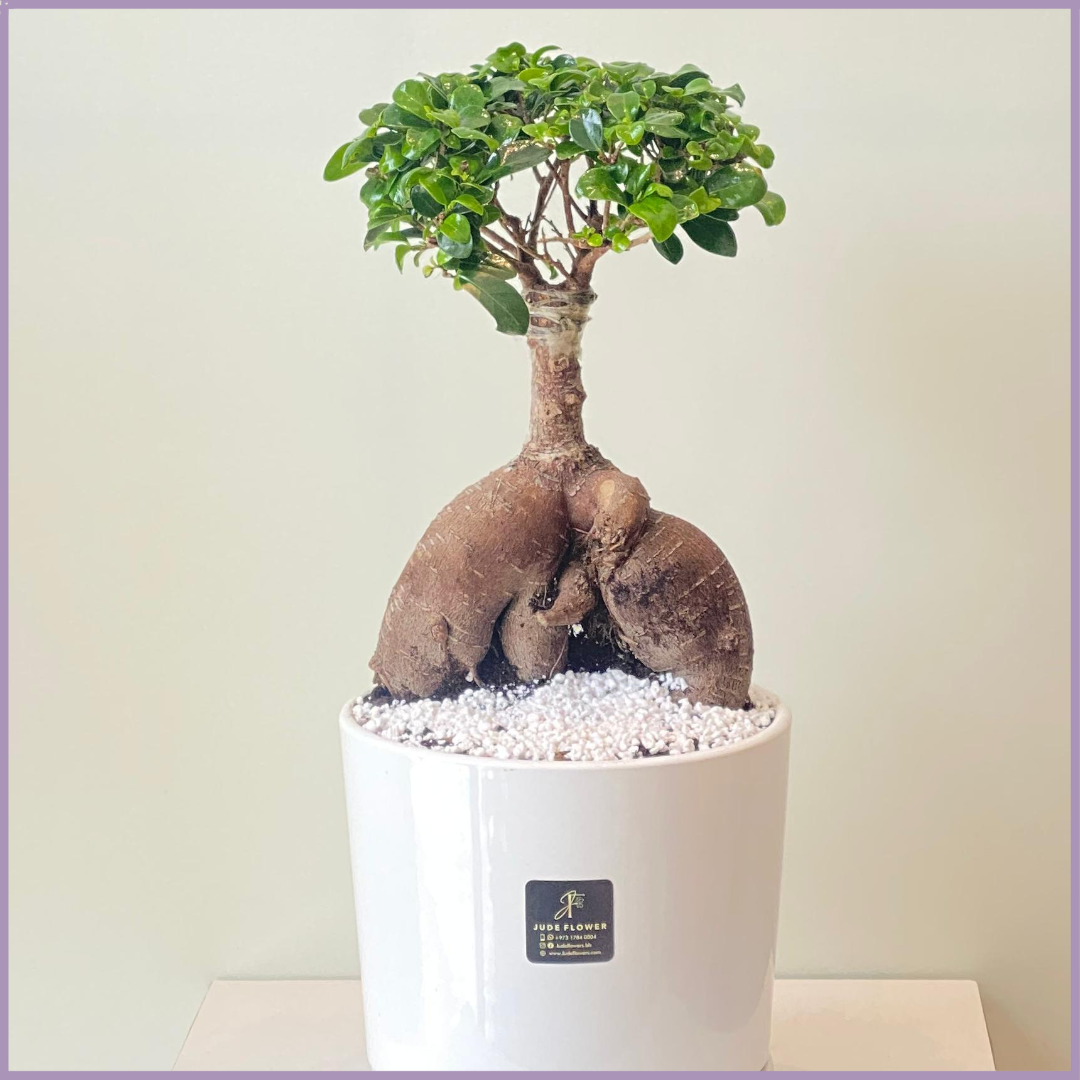 Ficus Bonsai Elegance in White Ceramic Pot