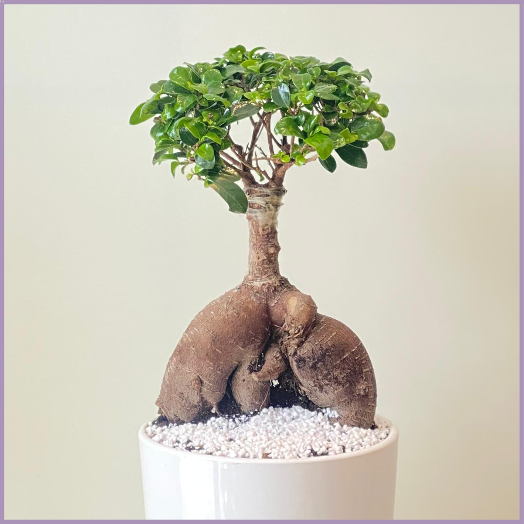 Ficus Bonsai Elegance in White Ceramic Pot