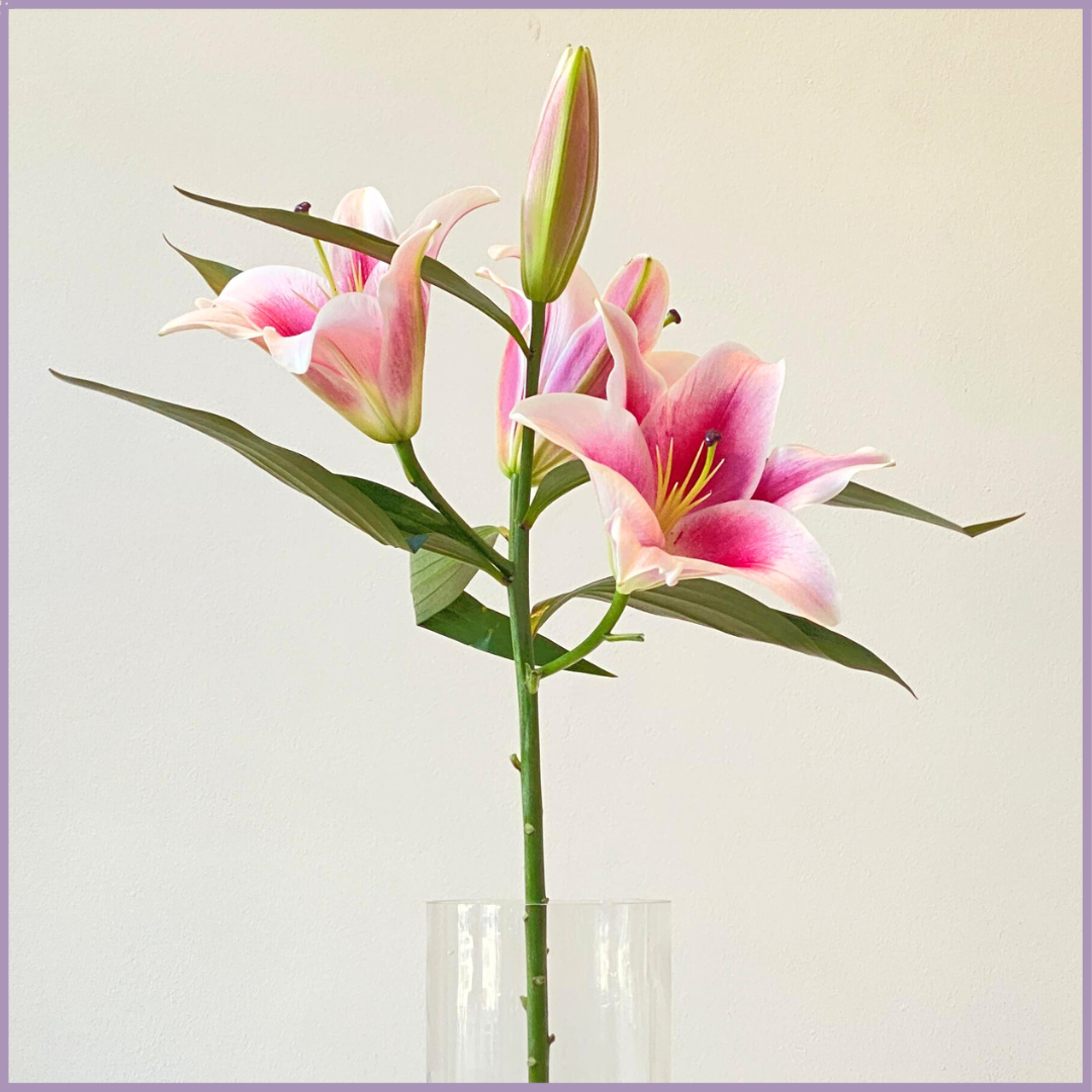 Fresh Pink Lily Stem - Sold per 1 Stem - Create your Own Arrangement