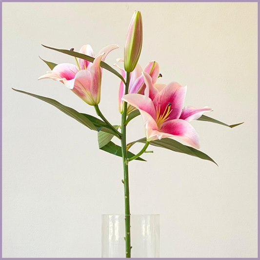 Fresh Pink Lily Stem - Sold per 1 Stem - Create your Own Arrangement