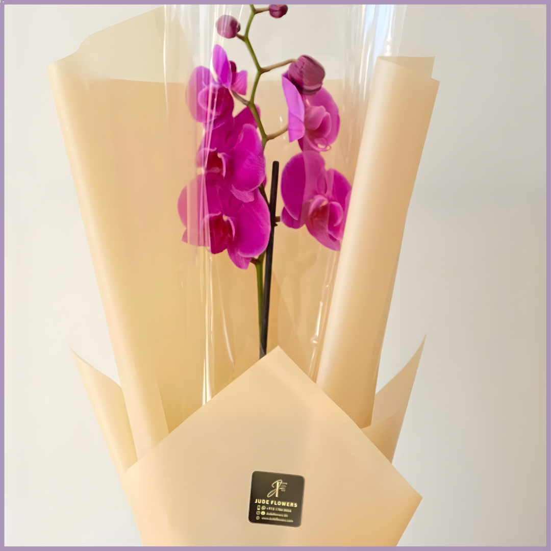 Purple Orchid Wrapped with Bow
