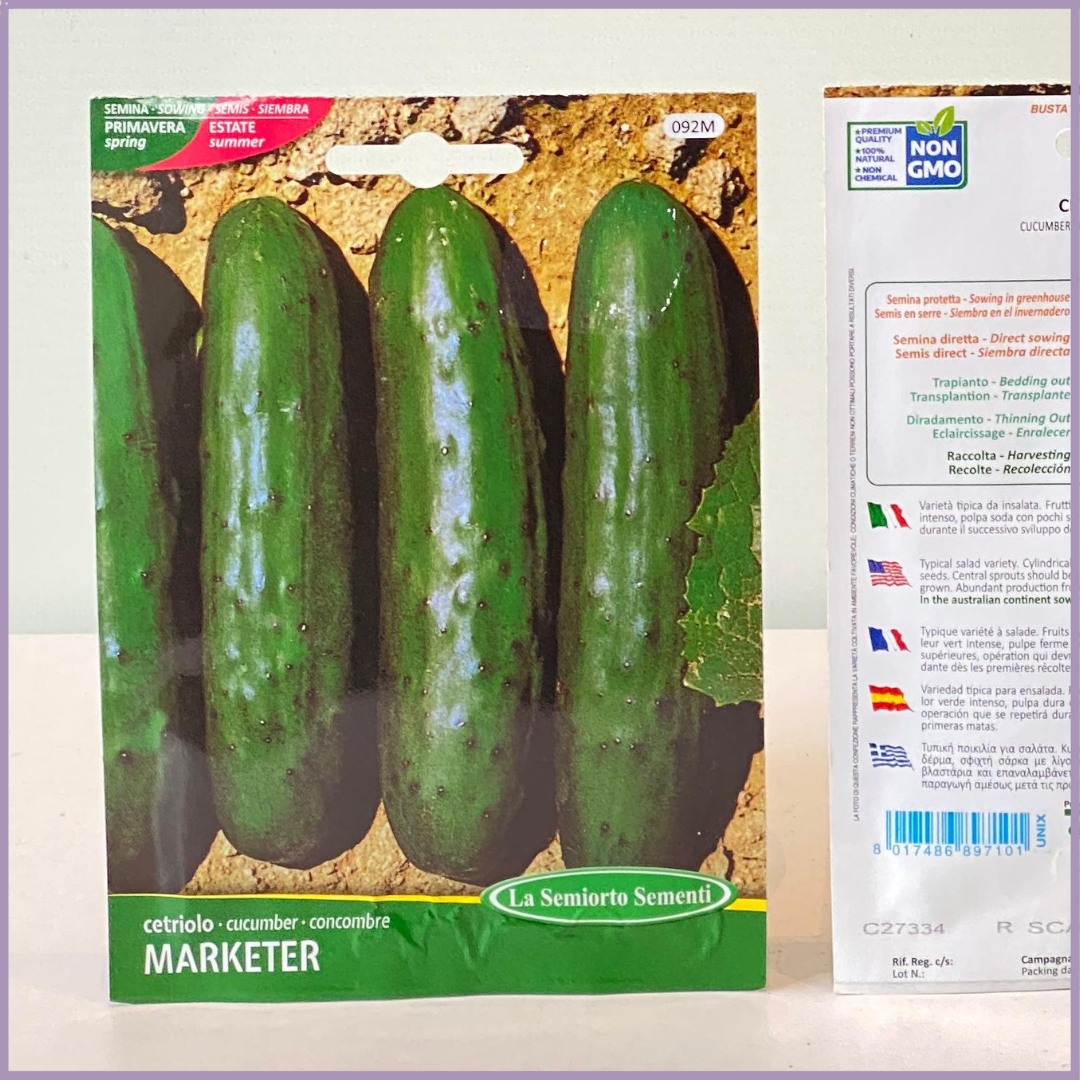 TOP SEED Non GMO Cucumber Seeds Italy