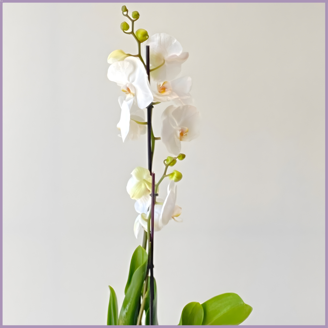 Grace in Bloom –- White Orchid Gift Pot