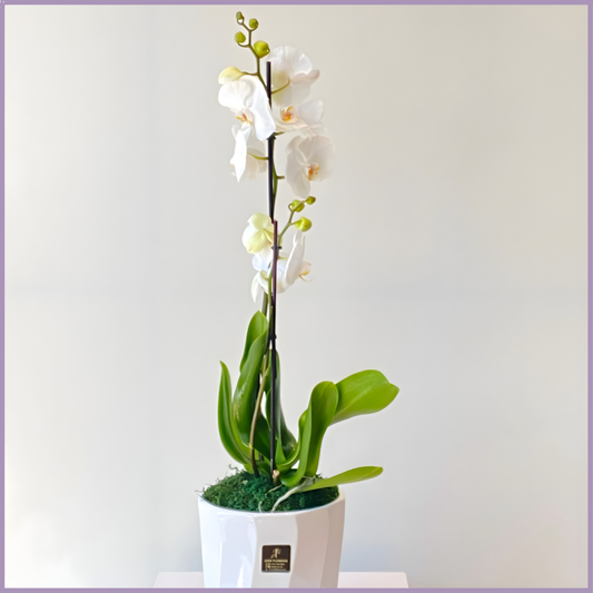 Grace in Bloom –- White Orchid Gift Pot
