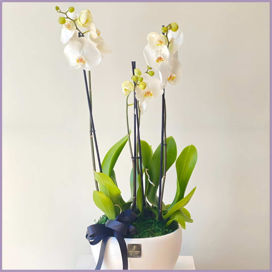 Whispers of Elegance - Double White Orchid in Ceramic Pot