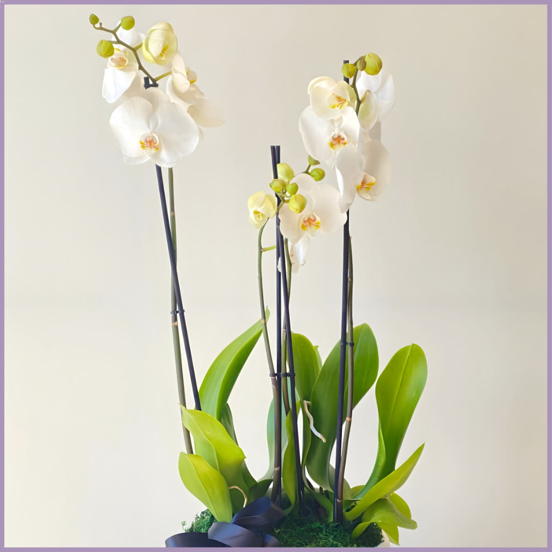 Whispers of Elegance - Double White Orchid in Ceramic Pot