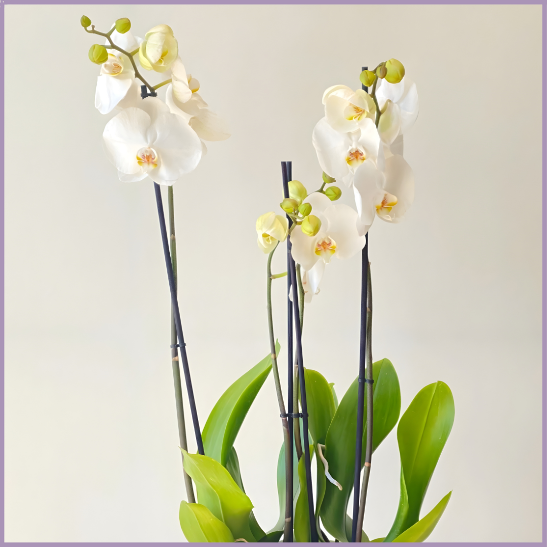 Whispers of Elegance - Double White Orchid in Ceramic Pot