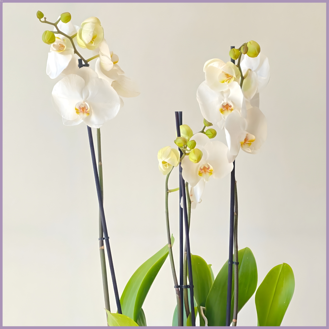 Whispers of Elegance - Double White Orchid in Ceramic Pot
