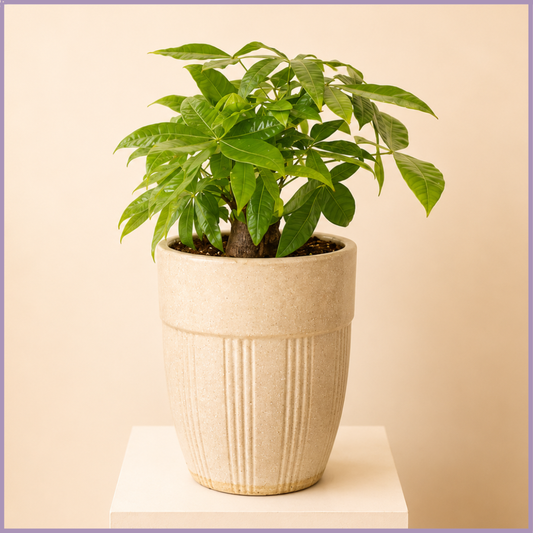 Emerald Prosperity Money Tree