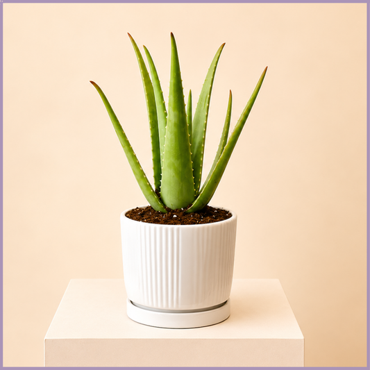 Pure Serenity Aloe Plant